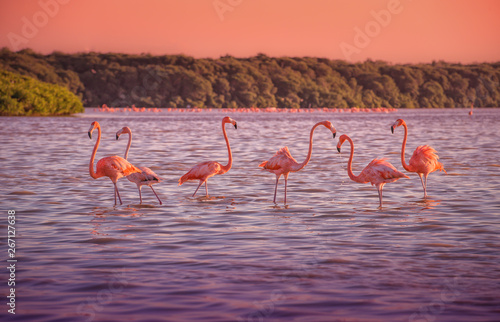Naklejka tropikalny flamingo ptak egzotyczny