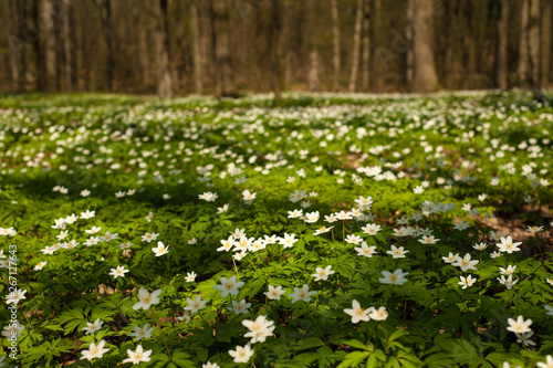 Anemone nemorosa flower in the forest in the sunny day. Wood anemone, windflower, thimbleweed. Fabulous green forest with blue and white flowers. Beautiful summer forest landscape.