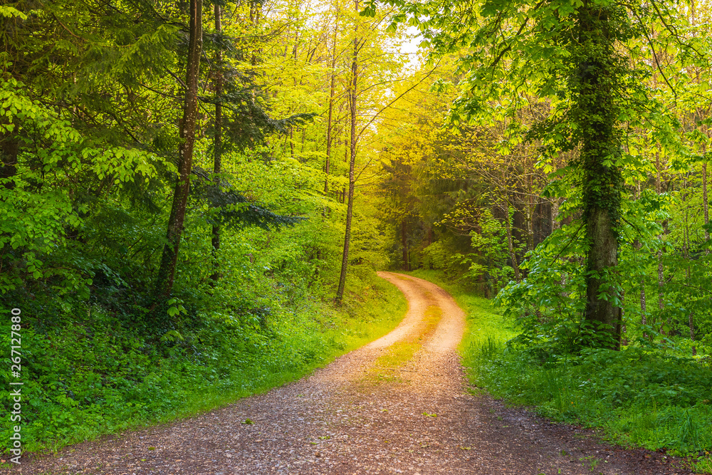 Obraz premium Weg im Wald