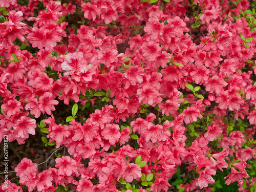 Red Azaleas Against a Green Background