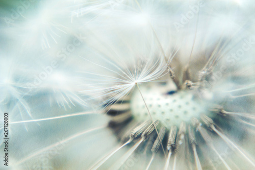 Fluffy faded fragile field dandelion