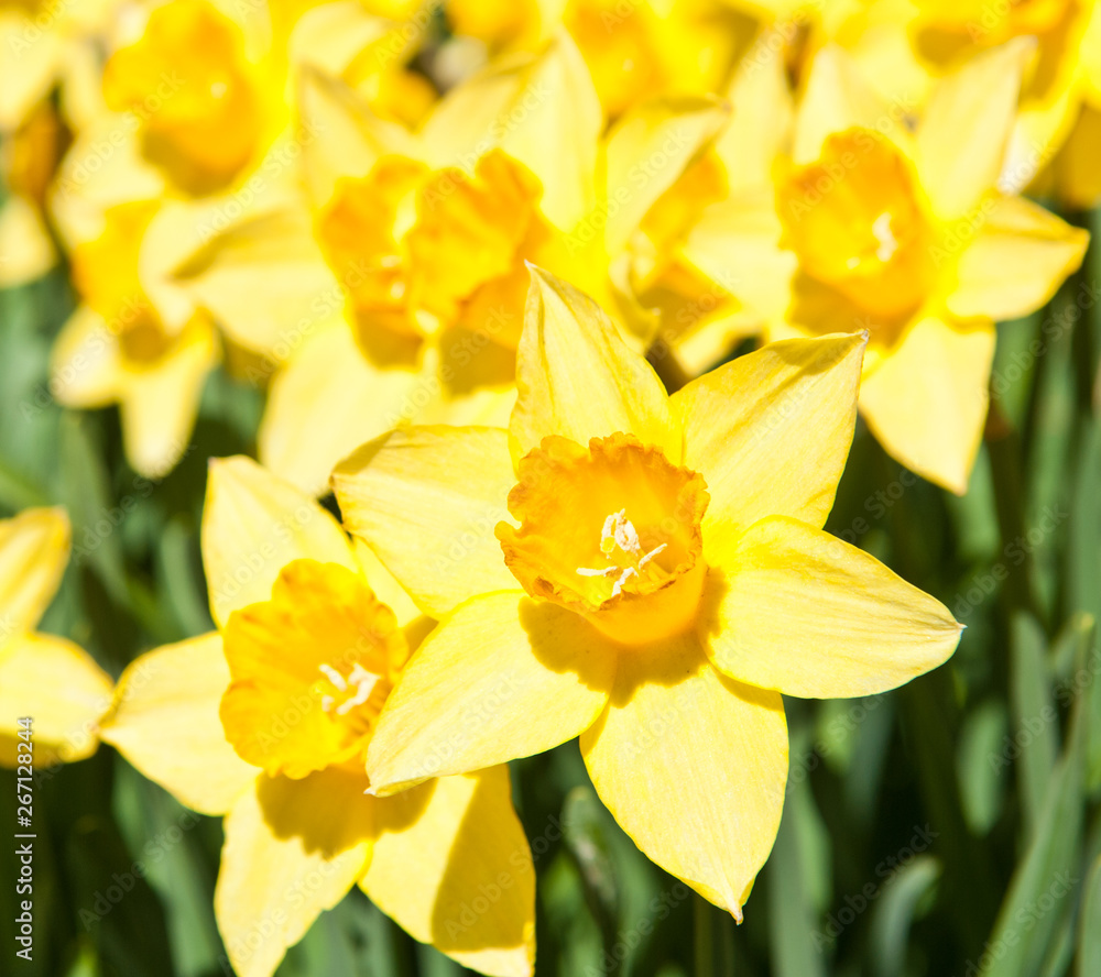 Obraz premium Beautiful yellow daffodils (Narcissus) in sunny spring day