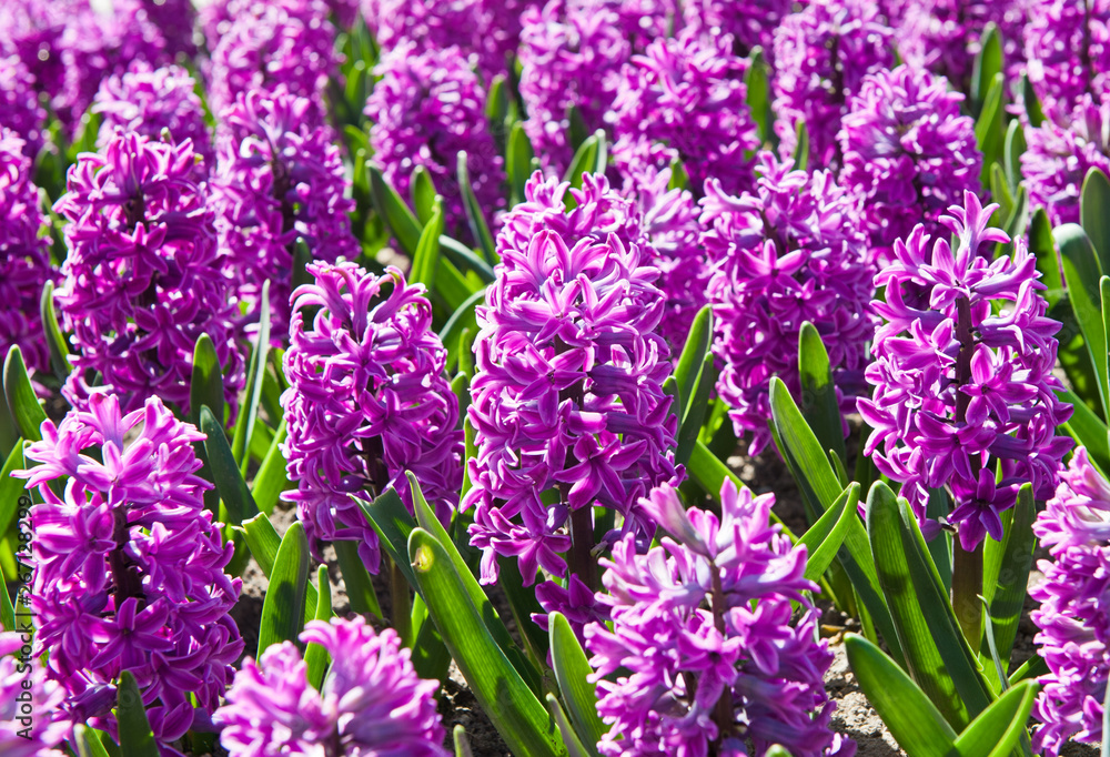 Fototapeta premium Hyacinths (Hyacinthus). Many blossoming flowers in sunny spring day