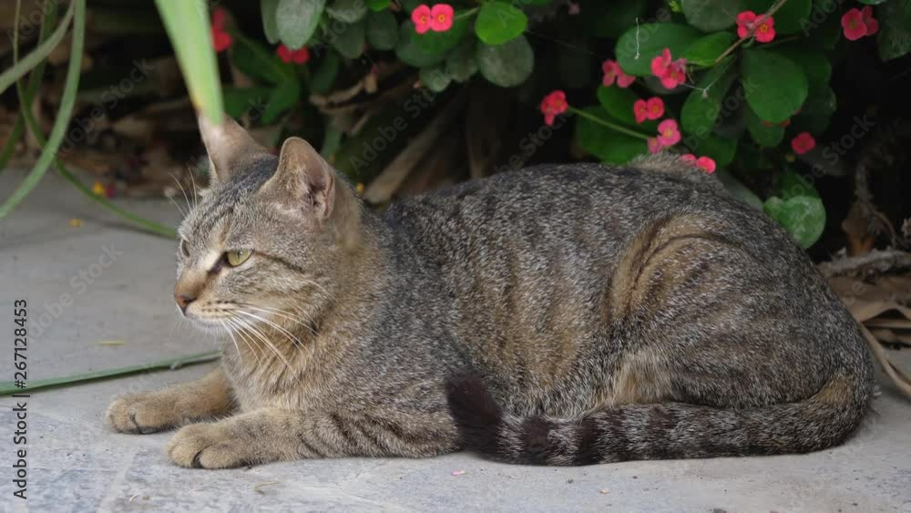 Brown cat looking straight to the camera, big cat relaxing in the street,funny lazy cat Brown cat looking straight to the camera, big cat relaxing in the street,funny lazy cat