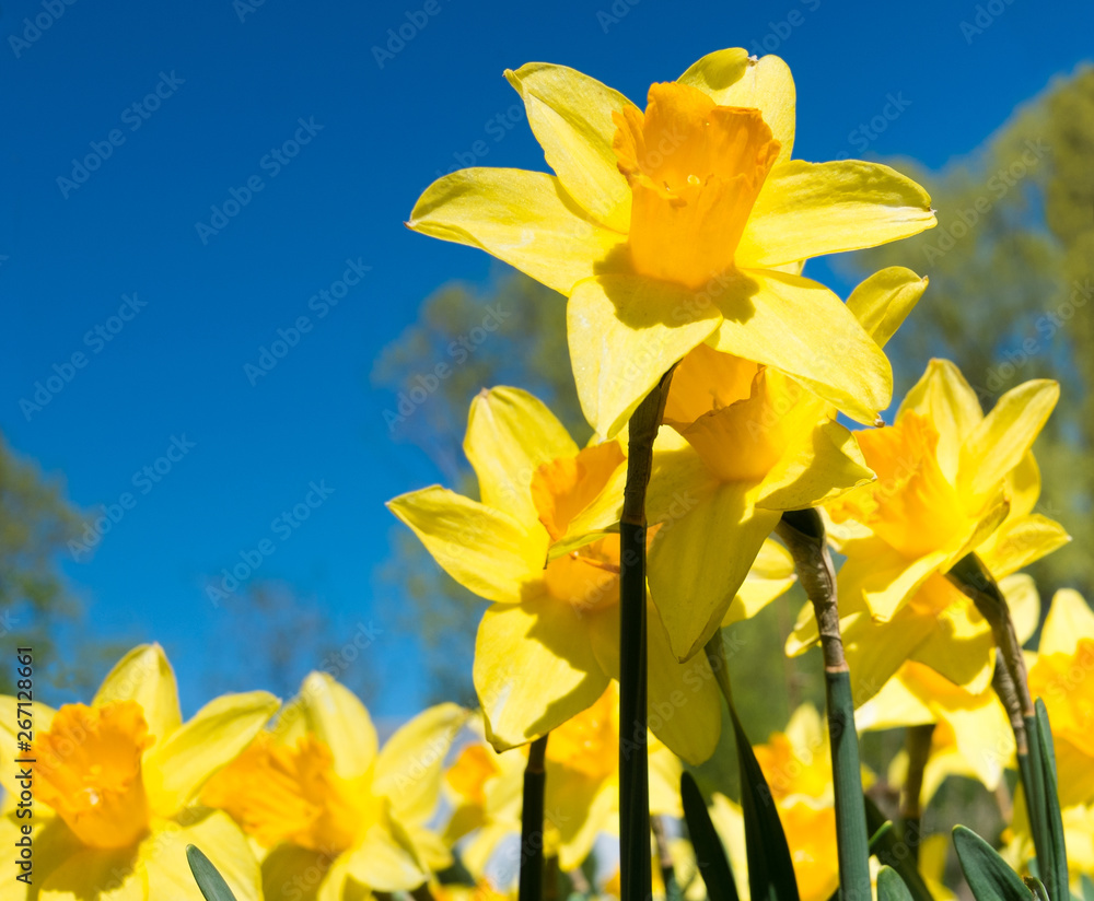 Beautiful yellow daffodil (Narcissus) against blue sky background Beautiful yellow daffodil (Narcissus) against blue sky background