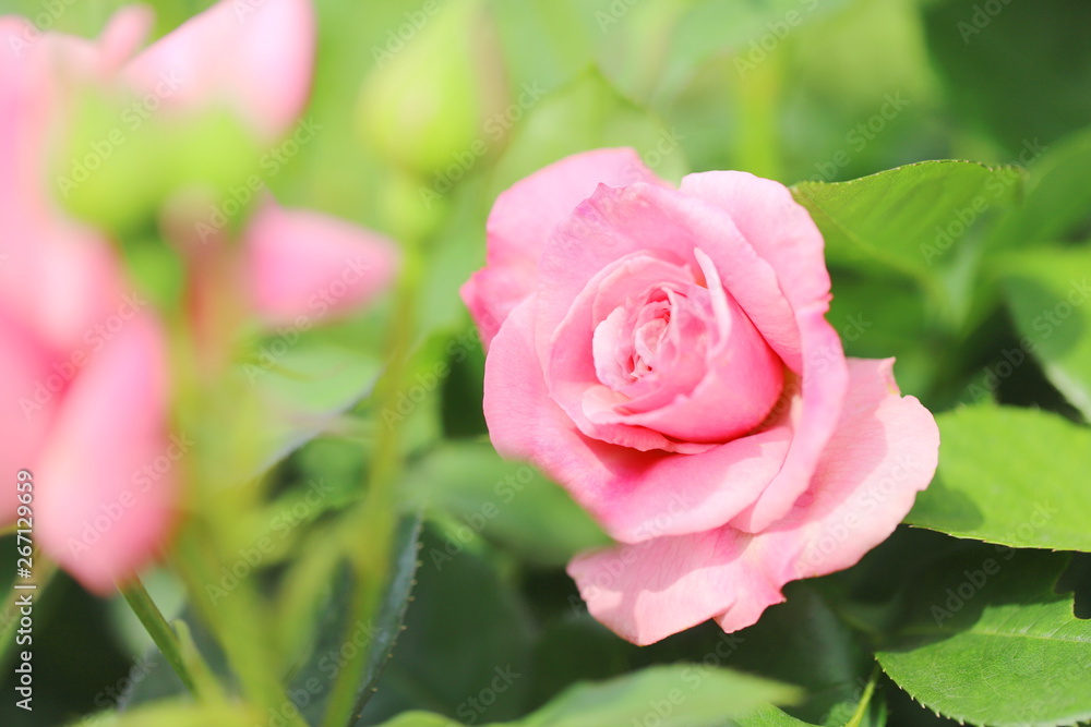日本の植物園のピンク色のバラ 日本の植物園のピンク色のバラ