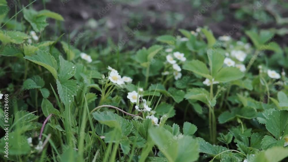 The first small white strawberry flowers in the garden. Bush blooming strawberry close up view The first small white strawberry flowers in the garden. Bush blooming strawberry close up view