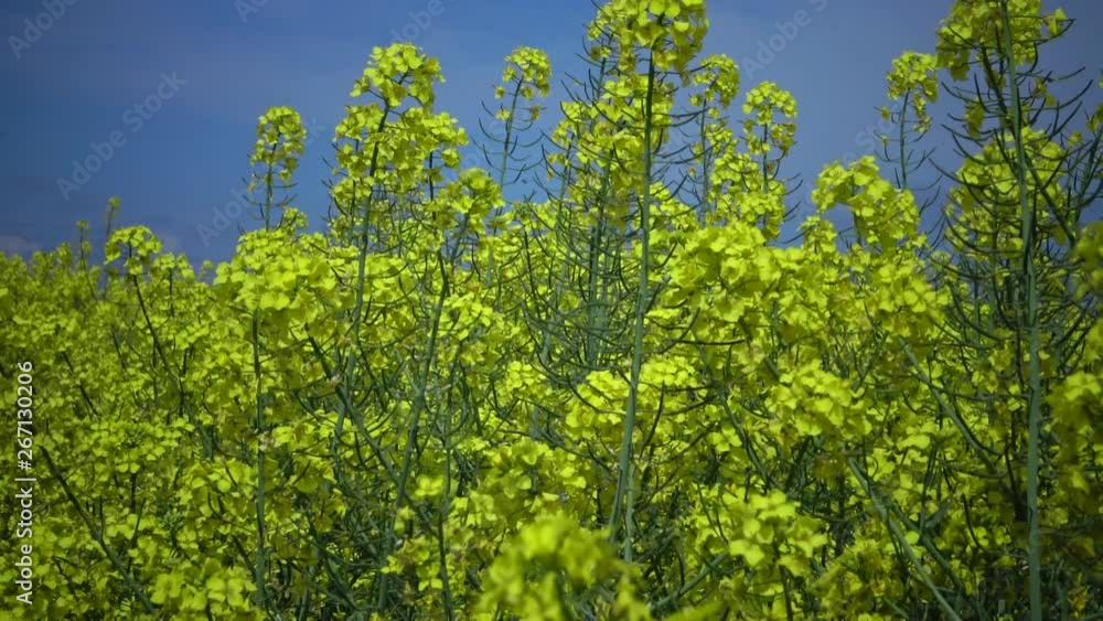 Flowering rapeseed canola or colza (Brassica napus), Ukraine Flowering rapeseed canola or colza (Brassica napus), Ukraine