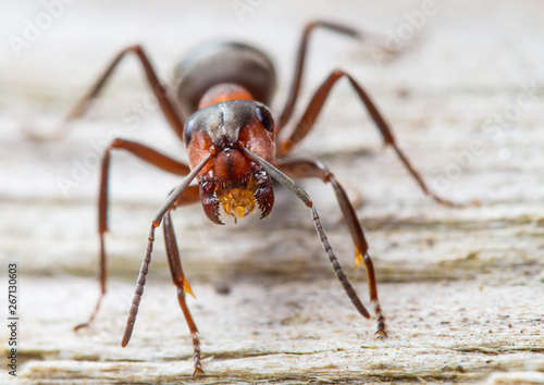 Closeup of a red wood ant. Concept useful insects. © Rainer Fuhrmann