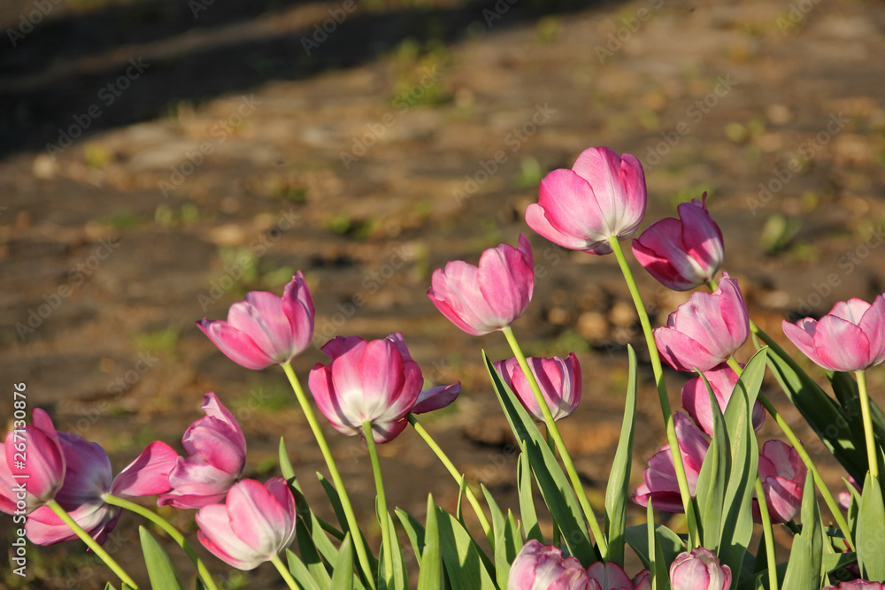 Fototapeta premium Tulips in full bloom in spring