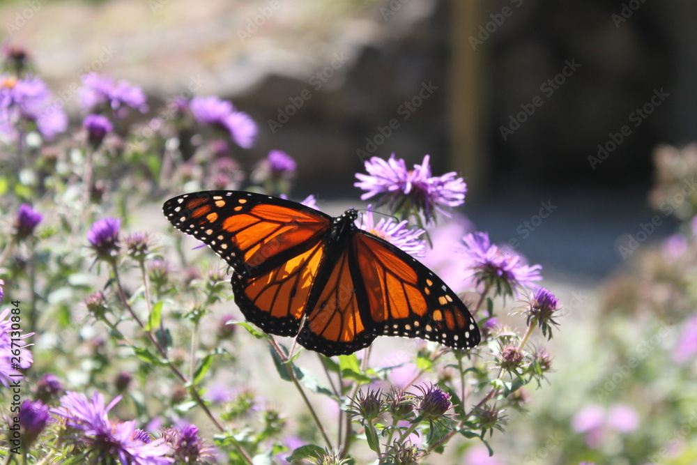 Monarch Butterfly Monarch Butterfly