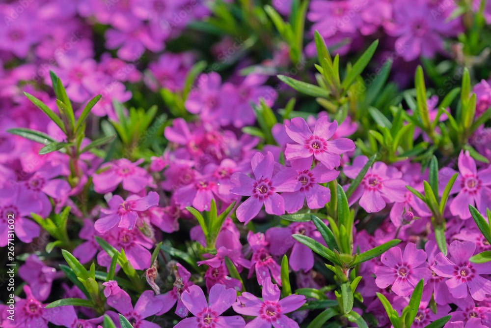 close up of a violet phlox flower in Latin called Phlox subulata, picture-filling close up of a violet phlox flower in Latin called Phlox subulata, picture-filling