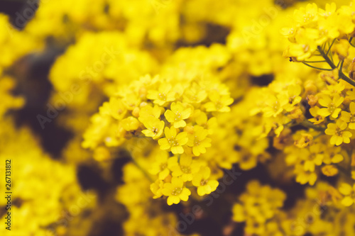 Yellow small flowers closeup grows in an outdoor garden. Close-up.