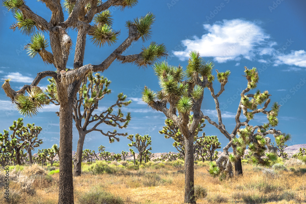 Joshua Trees, Joshua Tree National Park, California Joshua Trees, Joshua Tree National Park, California