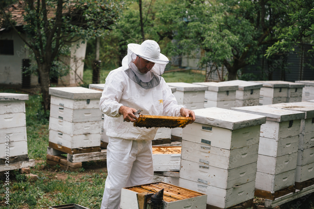 apiarist in protective suit holding honeycomb apiarist in protective suit holding honeycomb