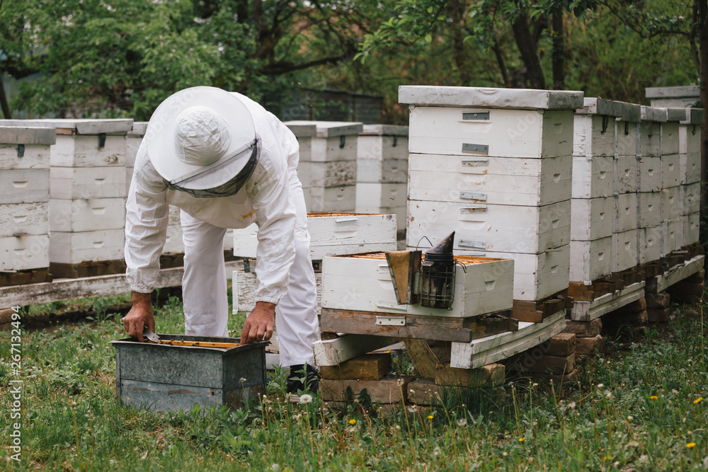 worker in protective clothes working in apiary worker in protective clothes working in apiary