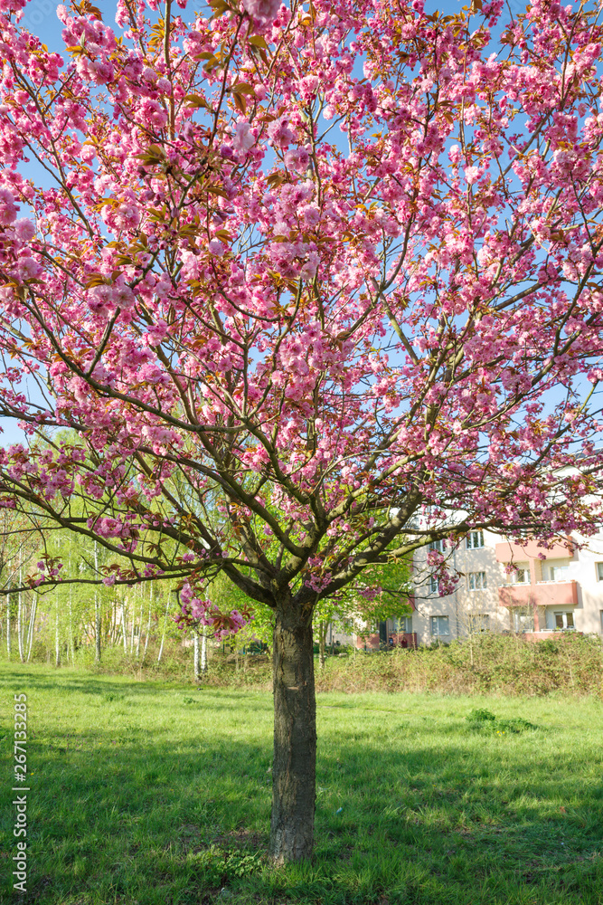 Japanese cherry blossom trees in full bloom Japanese cherry blossom trees in full bloom