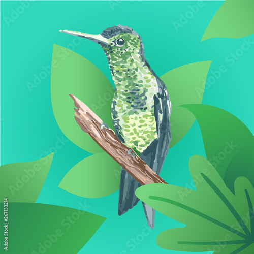 Colibrí