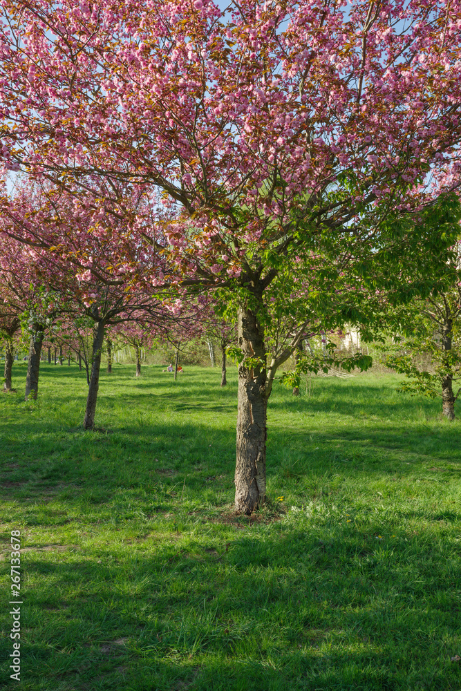Japanese cherry blossom trees in full bloom Japanese cherry blossom trees in full bloom