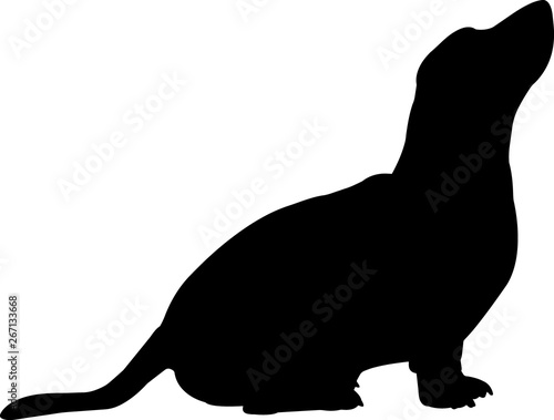 Basset Hound 4 isolated vector silhouette