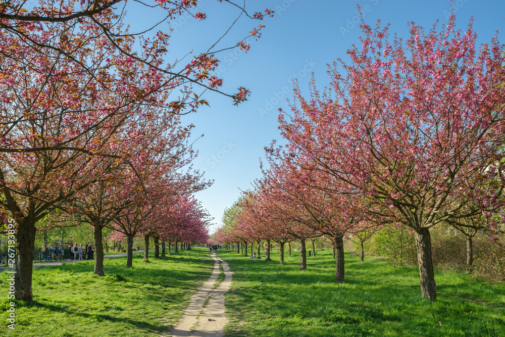 Japanese cherry blossom trees in full bloom Japanese cherry blossom trees in full bloom