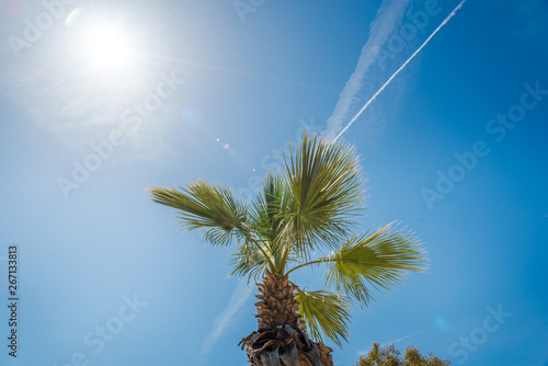 Palms and blue summer sky © miladrumeva