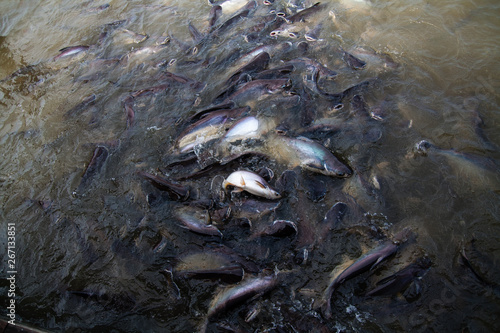 Tons of fish at the surface of the water