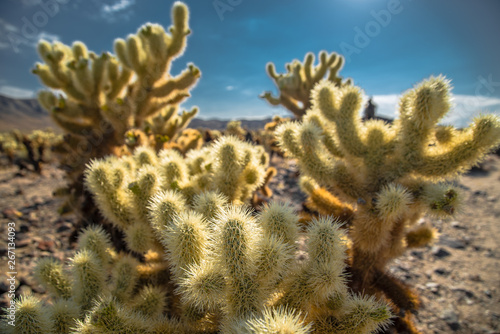 Cholla cactus, Joshua Tree National Park, California