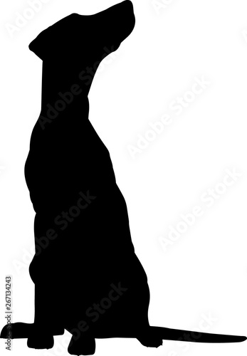 Dalmatian 4 isolated vector silhouette