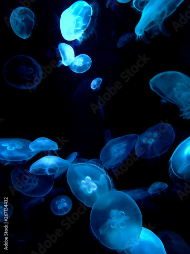 Underwater Photo of a Smack of Jellyfish in Glowing Blue Light - with Semi Translucent Bodies Swimming in a Tank with a Dark Black Background © Jon