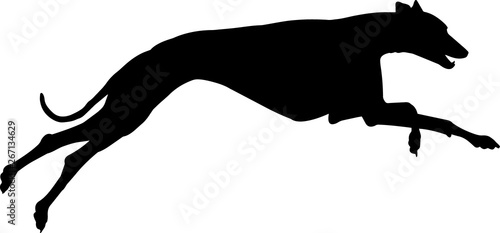 Greyhound 9 isolated vector silhouette