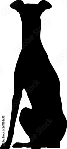 Slika na platnu Greyhound 2 isolated vector silhouette