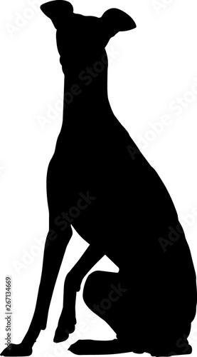 Slika na platnu Greyhound 3 isolated vector silhouette