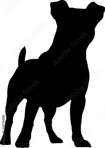 Jack Russell Terrier 8 isolated vector silhouette