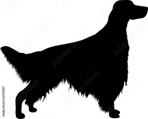 Irish Setter 9 isolated vector silhouette