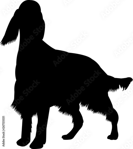 Irish Setter 10 isolated vector silhouette