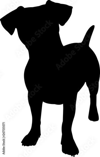 Jack Russell Terrier 4 isolated vector silhouette