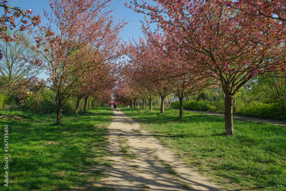 Naklejka premium japanese cherry blossom trees in full bloom