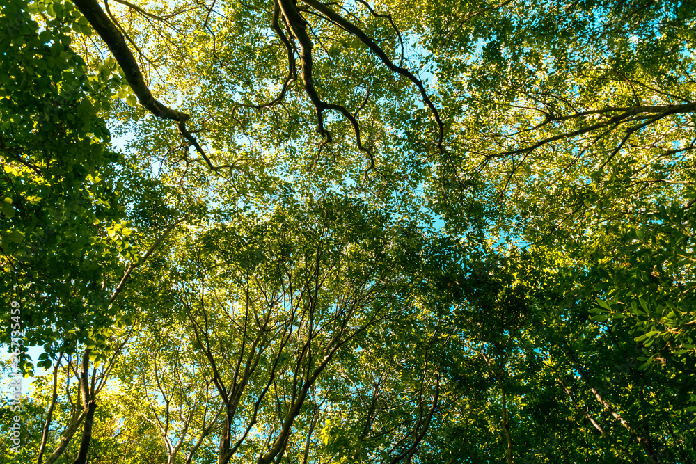 Fototapeta premium Tree Branches And Leaves On Summer Blue Sky