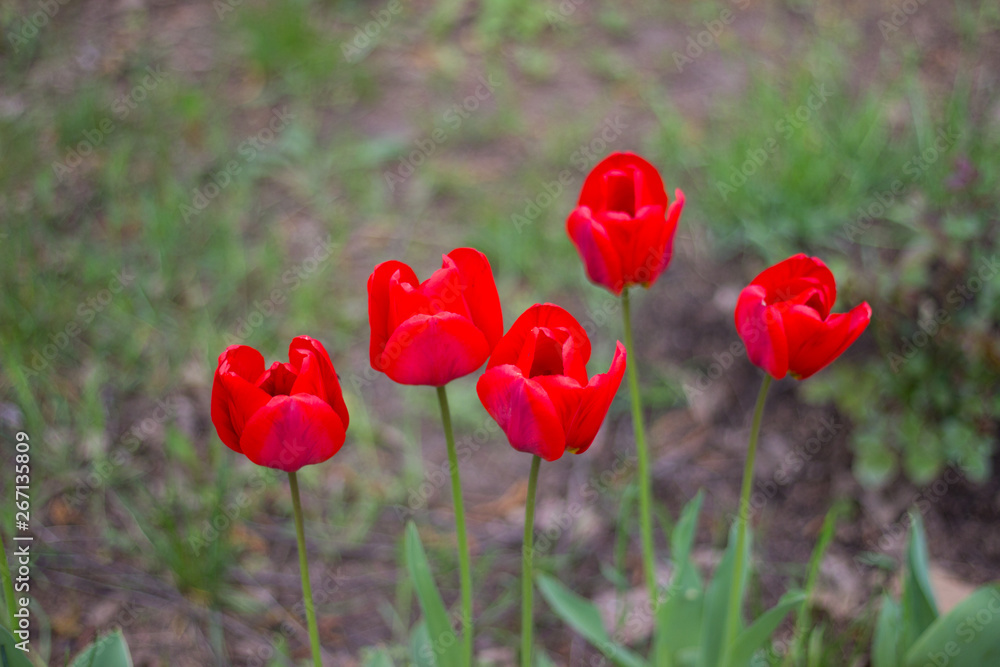 spring flowers. bright red tulips blooming on a flowerbed in a city park spring flowers. bright red tulips blooming on a flowerbed in a city park