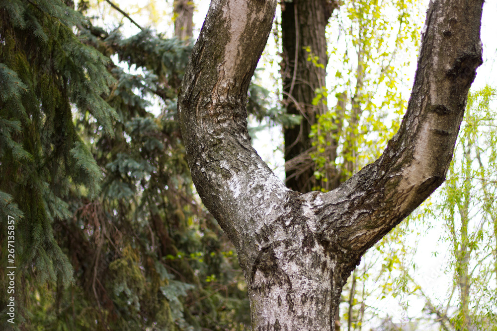 spring forest trees covered with spring green foliage