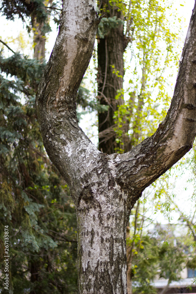 spring forest trees covered with spring green foliage spring forest trees covered with spring green foliage