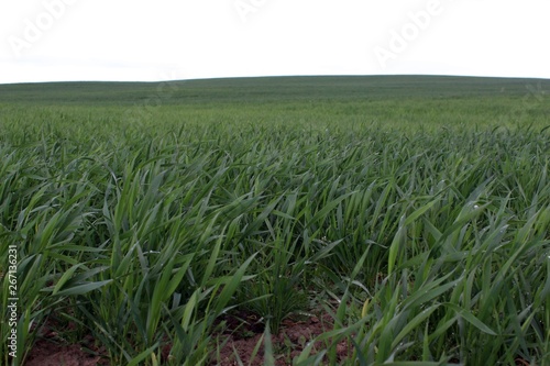 Grean wheat field