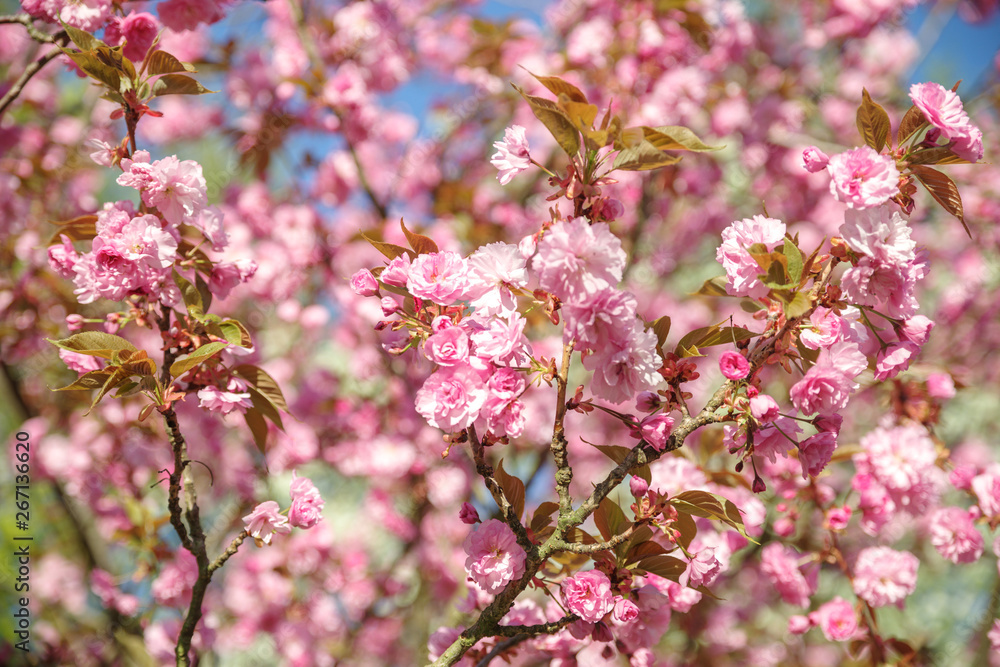 japanese cherry blossom trees in full bloom japanese cherry blossom trees in full bloom