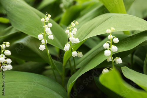 Beautiful fragrant lily of the valley as background