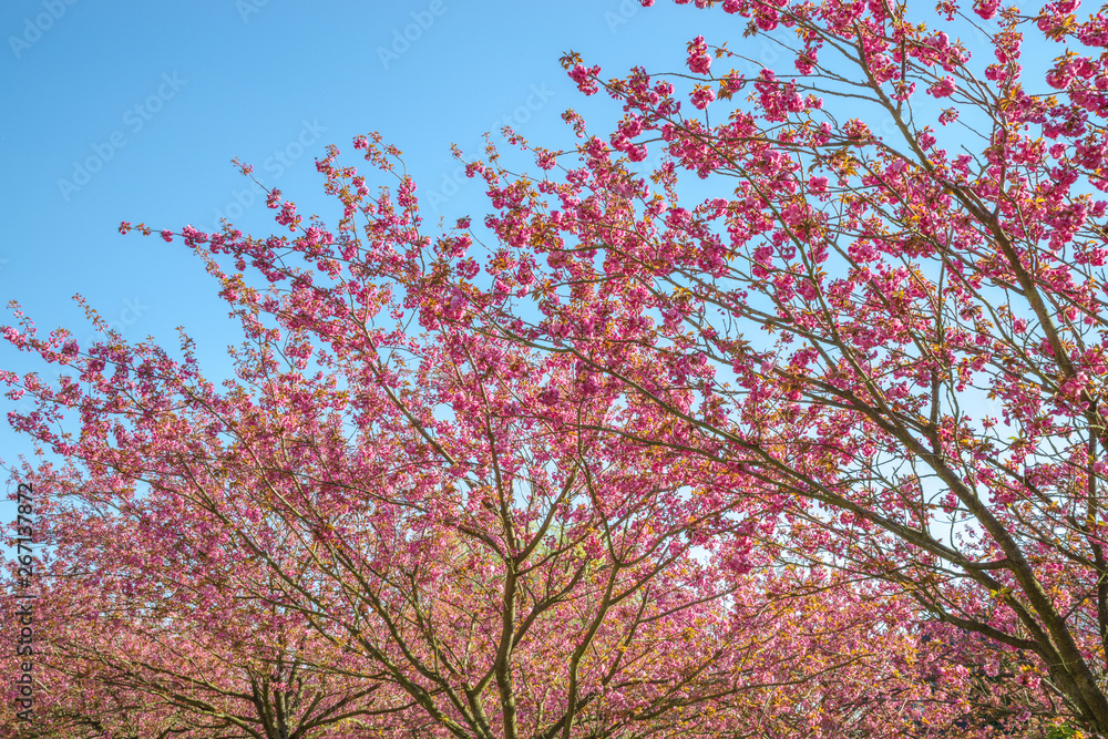 japanese cherry blossom trees in full bloom japanese cherry blossom trees in full bloom