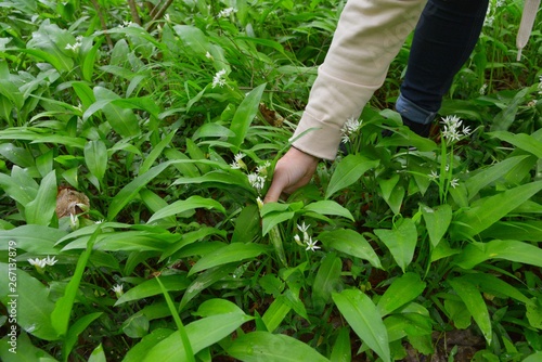 Junge Bärlauchpflückerin im Auenwald. Bärlauch (Allium ursinum) wird in neuer Zeit wieder häufig als Gewürz- und Gemüsepflanze verwendet 