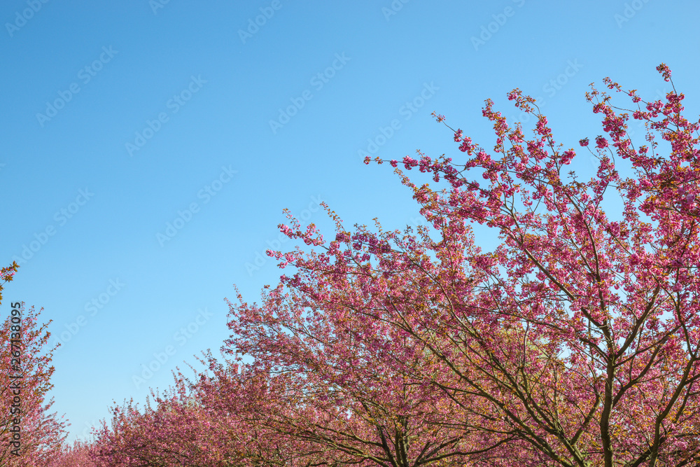 japanese cherry blossom trees in full bloom japanese cherry blossom trees in full bloom