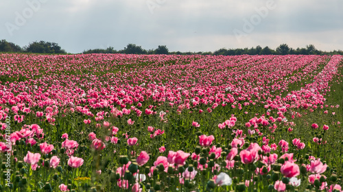 Wallpaper Mural Mohnblumen 5 Torontodigital.ca