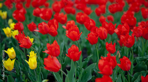 Tulips, red and yellow, against the Sunny sky.